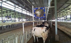 कृषि उपकरण दक्षता के लिए ऐप ऑटो समायोजित के साथ 38 इंच पोल्ट्री हाउस प्रशंसक - Product Image 2