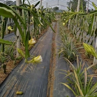 Toile de paillage agricole en PP tissé pour le contrôle des adventices, idéale pour les jardins et vergers