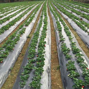 <span class=keywords><strong>Film</strong></span> de paillage en plastique noir, 30 m, biodégradable, agricole - Product Image 6