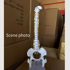 Modelo <span class=keywords><strong>de</strong></span> esqueleto humano <span class=keywords><strong>de</strong></span> 45cm para ciencia médica con hernia <span class=keywords><strong>de</strong></span> disco, Nervio, columna Cervical, columna Lumbar, pelvis y <span class=keywords><strong>huesos</strong></span> <span class=keywords><strong>de</strong></span> las piernas - Product Image 5