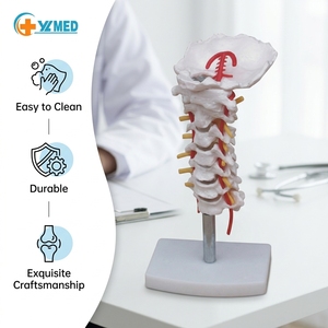 Modelo de Columna Cervical con Arteria Carótida para Ciencias Médicas, Modelo de Disco y Nervio <span class=keywords><strong>Posterior</strong></span> Occipital para Laboratorio - Product Image 1