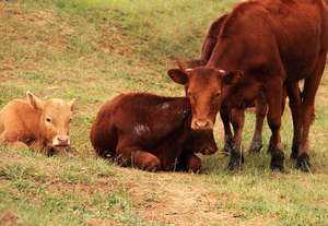 Material Alimentar Premium Pomace de Maçã Puro com Bom Sabor para Suplemento Alimentar Animal - Product Image 4