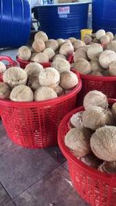 EXPORTATION DE NOIX DE COCO STANDARD SÉCHÉE DU VIET NAM - Product Image 2