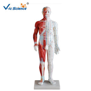 शिक्षण मॉडल 60 सेमी एक्यूपंक्चर मॉडल के साथ मानव शरीर - Product Image 4