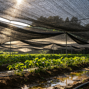 Telo Ombreggiante Quadrato in HDPE ad Alta Densità per Protezione UV in Serre di Fragole e Mirtilli - Product Image 1