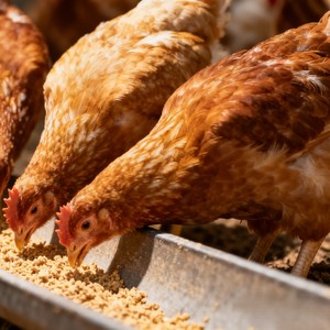 Aditivos Alimenticios Hesyn D4 de Alta Actividad Enzimática para Granjas Avícolas a Gran Escala, Aves de Corral Ponedoras, Patos/Gansos, Resistentes al Estrés por Calor - Product Image 2