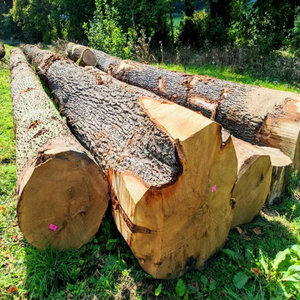 Furniture Flooring Veneer Special High Strength African Azobe Wood Logs 4m Length 60cm Diameter West African Origin Export Grade - Product Image 1