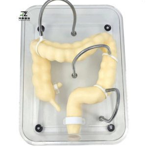 แบบจำลองการฝึกส่องกล้องทางลำไส้ใหญ่สำหรับการสอน แบบจำลองอวัยวะลำไส้ใหญ่แบบจำลองที่นุ่มนวล - Product Image 1