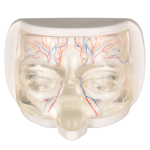 Modè<span class=keywords><strong>le</strong></span> d'anatomie de <span class=keywords><strong>la</strong></span> tête humaine transparent avec des vaisseaux sanguins codés par couleur pour l'enseignement de l'anatomie faciale - Product Image 1