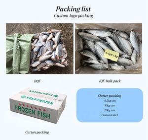 سمك الماكريل والماكريل المجمد من المحيط الهادئ بجودة عالية للبيع بالجملة سمك الماكريل الصبالي المجمد للبيع - Product Image 6