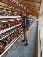 Cage à batterie automatique pour 5000 poules pondeuses de type A pour poulailler en Tanzanie