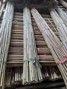 Vente en gros de supports végétaux naturels secs et droits en bambou brut - Product Image 3