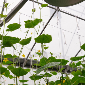 Serre agricole commerciale multi-spans avec système de suspension pour plantes grimpantes (tomates, concombres, raisins) - Product Image 4