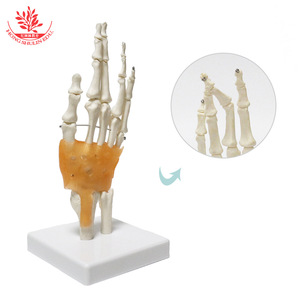 Modèle d'articulation de la main droite humaine FRT031, pouce naturel, paume mobile avec ligaments, spécimen pédagogique et de démonstration. - Product Image 3