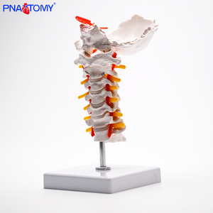 نموذج لـ 7 فصوص عنقية بشرية مع القرص الفقري الخلفي للعنق والأعصاب وشريان الرقبة - Product Image 3