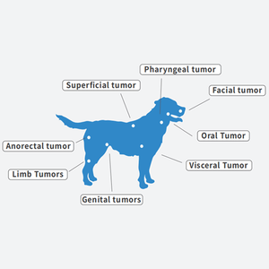 Máquina Portátil de Ablación de Tumores Veterinarios Dawei, Sistema de Ablación por Microondas para Perros y Gatos - Product Image 5