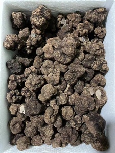 DETAN-DETAN 2021-2022, suministro para nueva temporada, gran textura, Tuber Indium, Negro salvaje, seta de trufa de invierno - Product Image 5