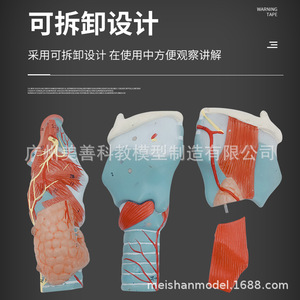Modèle de simulation pédagogique pharyngée 2x agrandi, spécimen d'anatomie laryngée, vaisseaux sanguins laryngés, glande thyroïde - Product Image 5