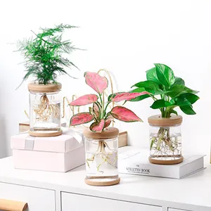 Vaso de plantas verde transparente sem solo, potes de plantio sem solo de absorção de água, transparente, plantas verdes em vasos
