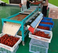 Roller Sizer Olijf Sorteren Machine Voor Verkoop Vruchten Grader Door Size
