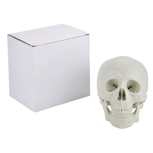 Crâne humain grandeur nature 1:1, modèle d'enseignement et d'enseignement pratique, simulation d'anatomie du crâne adulte, vente en gros fabricant. - Product Image 4