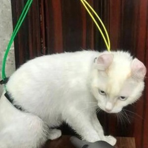 Tali kekang perawatan hewan anjing kucing, dapat diatur meja perawatan hewan peliharaan tali meja d-cincin mandi tali pengikat leher anjing - Product Image 2