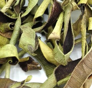 Feuilles d'aloès séchées de haute qualité nouvelles tiges d'<span class=keywords><strong>aloe</strong></span> <span class=keywords><strong>vera</strong></span> naturelles tranchées pour le thé - Product Image 6