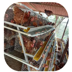 Jaula de capacidad de 160 aves, jaula de capas de pollo de kenoya para granjas pequeñas de 1000 pájaros