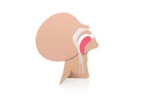 الإسعافات الأولية التدريس استخدام رئيس القسم القزم ل CPR التدريب عارضة أزياء مما يدل على التغييرات مجرى الهواء عن طريق الفم - Product Image 4
