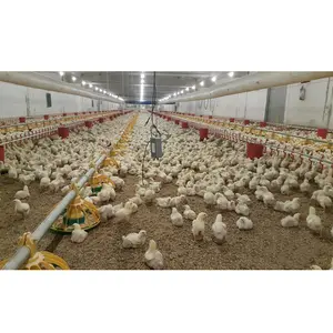 Automatic manure cleaning system poultry farm house design chicken layer broiler farm shed