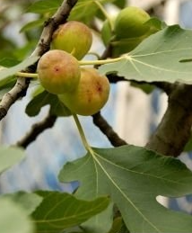 Китайский завод, Лидер продаж, экстракт листьев фигового дерева в порошке - Product Image 4