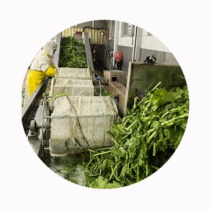 Ligne de production en gros en vrac iqf marques de légumes verts fleurs de colza congelées - Product Image 5