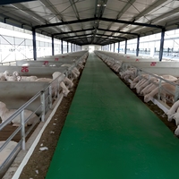 Structure en acier préfabriquée pour bâtiments agricoles, étable à vaches, bergerie, bâtiment pour moutons/bovins/laitiers/chèvres, hangar à volailles, construction de porcherie