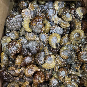 Vente en gros d'objets artisanaux naturels pour la guérison spirituelle : spécimens de cornes de mouton, spécimens d'escargots, fossiles d'ammonites <span class=keywords><strong>Pavlov</strong></span>, conques et conques blanches en cristal - Product Image 4