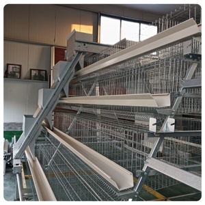 Automático 4 niveles AType Farm Factory Suministrado Jaulas <span class=keywords><strong>de</strong></span> <span class=keywords><strong>pollo</strong></span> Máquina <span class=keywords><strong>de</strong></span> capa <span class=keywords><strong>de</strong></span> huevo Huevo <span class=keywords><strong>Pollo</strong></span> para granja - Product Image 6