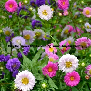 Asterzaden Bloemzaden Vier seizoenen Gemakkelijk te kweken Dubbel bloemblad Juli Olie Buiten Binnenplaats Balkon Ingemaakt - Product Image 2