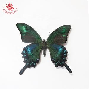 Kelebek Taxidermy gerçek kelebek Taxidermy örnek fotoğraf çerçevesi koleksiyonu kelebek örnek dekoratif çerçeve - Product Image 3