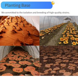 Reishi मशरूम निकालने यूएसडीए कार्बनिक जंगली Reishi मशरूम पाउडर निकालने स्पष्ट अर्थ Ganoderma निकालने