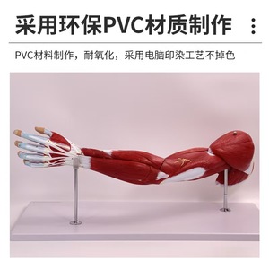 Modelo de Nervio <span class=keywords><strong>Vascular</strong></span> Principal del Membro Superior, Simulador de Anatomía de Extremidades para Ciencias Médicas, Material Didáctico para <span class=keywords><strong>Medicina</strong></span> - Product Image 6