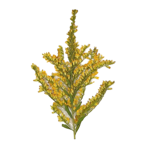MNR2017 Flor de adelfa seca salvaje natural con hojas para manualidades de linterna DIY - Product Image 1