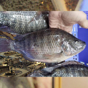 Proveedor mayorista chino Tilapia Black Fish Mariscos Producto Frozen Live Tilapia Fish para Steam Fish - Product Image 4