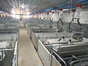 Sistema de alimentación para jaulas de parideras con comedero para cerdas y comedero para lechones - Product Image 3