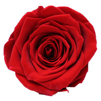 Tête de rose éternelle décorative naturelle de grade 4-5cm 8 pièces/boîte conservée
