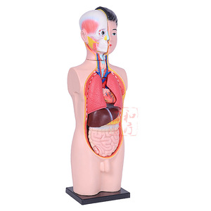 Anatomical Torso Model 68cm Plastic For Teaching Medical Science - Product Image 2