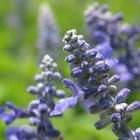 1-98% 天然ハーブセージSalviaofficinalisエキスパウダーセージリーフエキスカルノシン酸ローズマリン酸 - Product Image 3