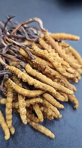 Китайский производитель <span class=keywords><strong>Cordyceps</strong></span> <span class=keywords><strong>Sinensis</strong></span>, высококачественный <span class=keywords><strong>Cordyceps</strong></span> <span class=keywords><strong>Sinensis</strong></span>, широко применимый - Product Image 2