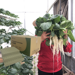 Khối xốp phenolic nhỏ dùng trong nhà kính thủy canh, tỷ lệ lỗ rỗng 90-98%, dùng để trồng rau, hạt giống rau diếp giai đoạn trung kỳ - Product Image 5