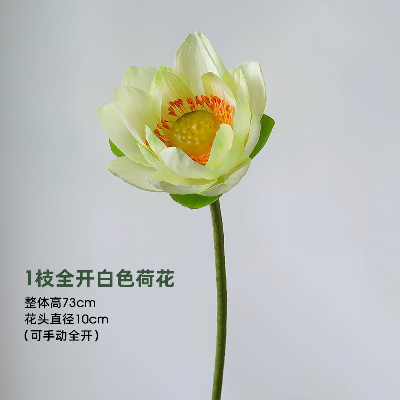 Lotus - Un lotus blanc en pleine floraison