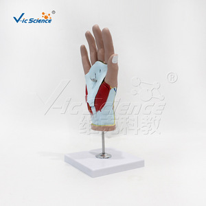 Modelo de Anatomía de Mano VIC-H015A, Modelo de Enseñanza Médica, Modelo de Enseñanza de Anatomía Humana - Product Image 5
