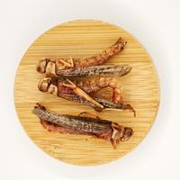 Insectes comestibles riches en protéines, sauterelles séchées, alimentation animale pour oiseaux et reptiles